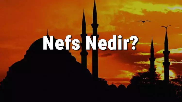 Nefis Nedir?